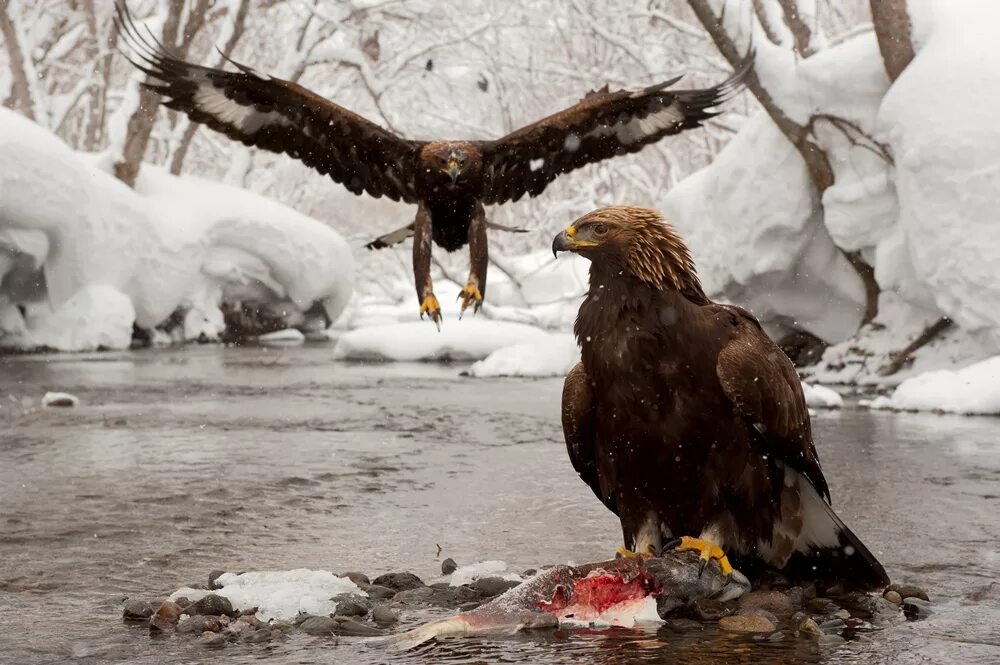 Беркут aquila chrysaetos (linnaeus, 1758). Горный орёл. Беркут на русском. Беркут на русском. Орел беркут.