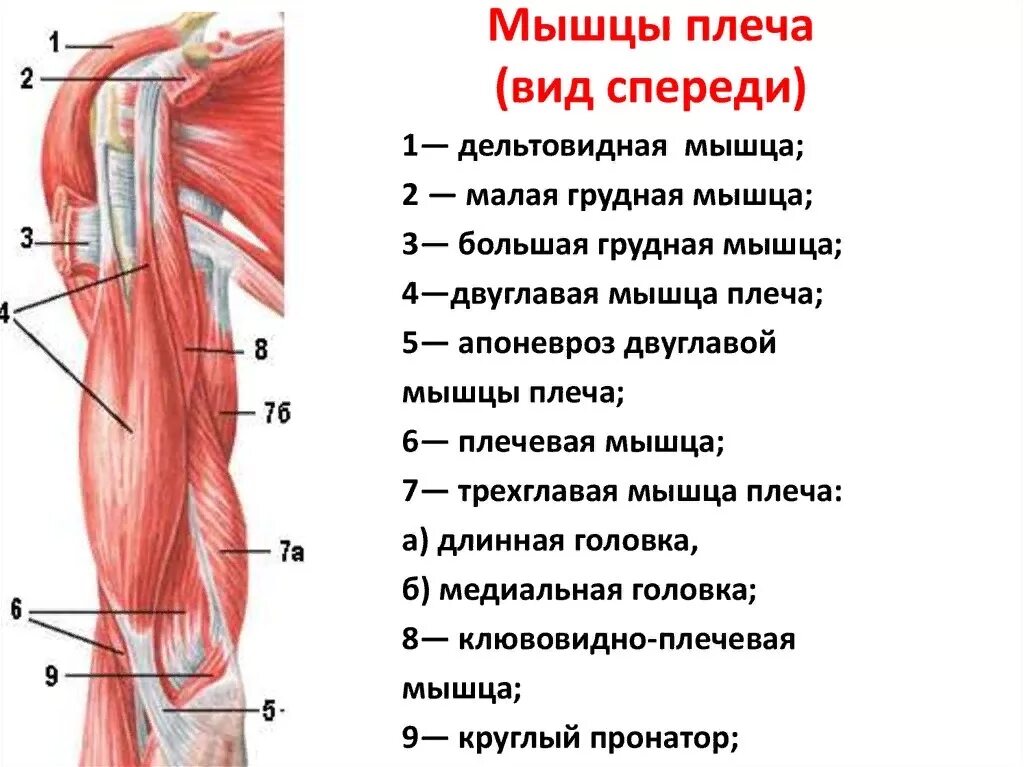 Какая мышца изображена на рисунке. Мышцы плеча спереди анатомия. Мышцы плечевого пояса и плеча вид спереди. Мышцы плеча передняя группа сгибатели. Мышцы правого пояса верхней конечности и плеча вид спереди.