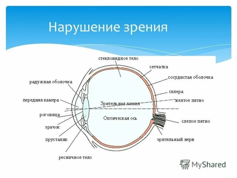 Склера сетчатка слепое