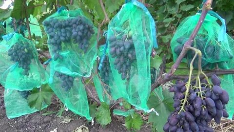 Виноград атос