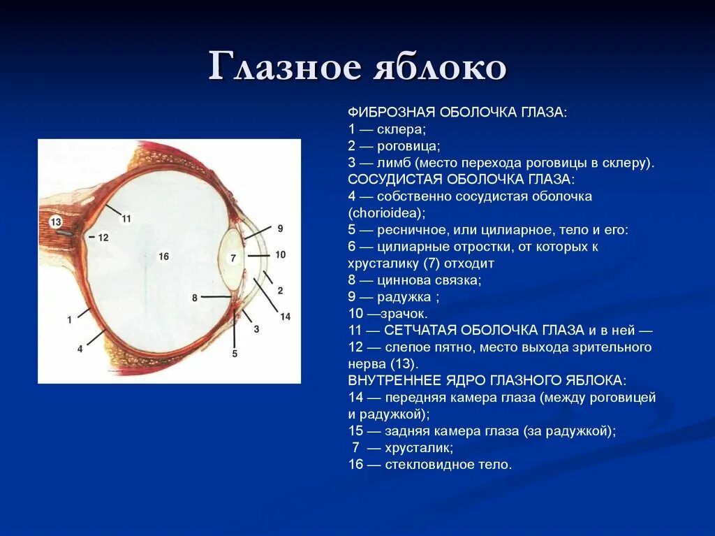 Фиброзная оболочка глазного яблока. Фиброзная оболочка глазного яблока анатомия. Наружная фиброзная оболочка глаза. Строение фиброзной оболочки глаза. Перечислите оболочки глазного яблока и их функции