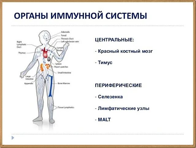 Иммунный центр. Центральные и периферия органы иммунной системы. Органы иммунной системы центральные и периферические таблица. Схема строения органов иммунной системы. Центральные и периферические органы иммунной системы схема.