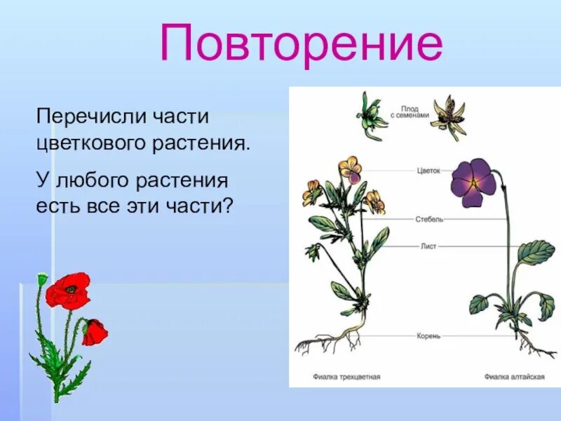 Части цветкового растения. Любое растение. Перечислите части растения. Какие части есть у растения.