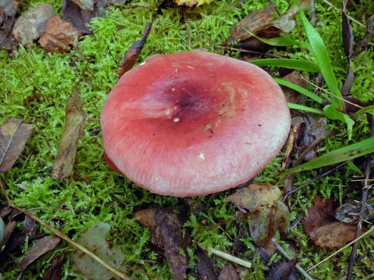 Russula aquosa. Сыроежка гребенчатовидная. Сыроежка охристая. Королевская сыроежка. Пластинчатые сыроежка