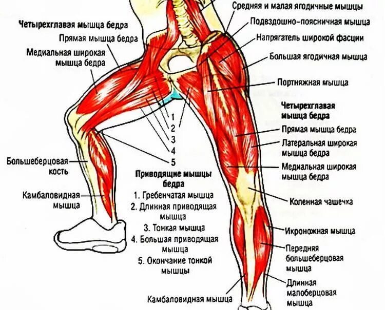 Почему ноги напряжены. Приседание плие анатомия. Строение мышц внутреннего бедра. Внутренняя сторона бедра анатомия. Мышцы ног и ягодиц анатомия.