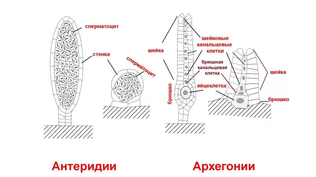 Деление клеток архегония. Архегонии и антеридии. Брюшная канальцевая клетка. Строение архегония. Архегоний с яйцеклеткой это.