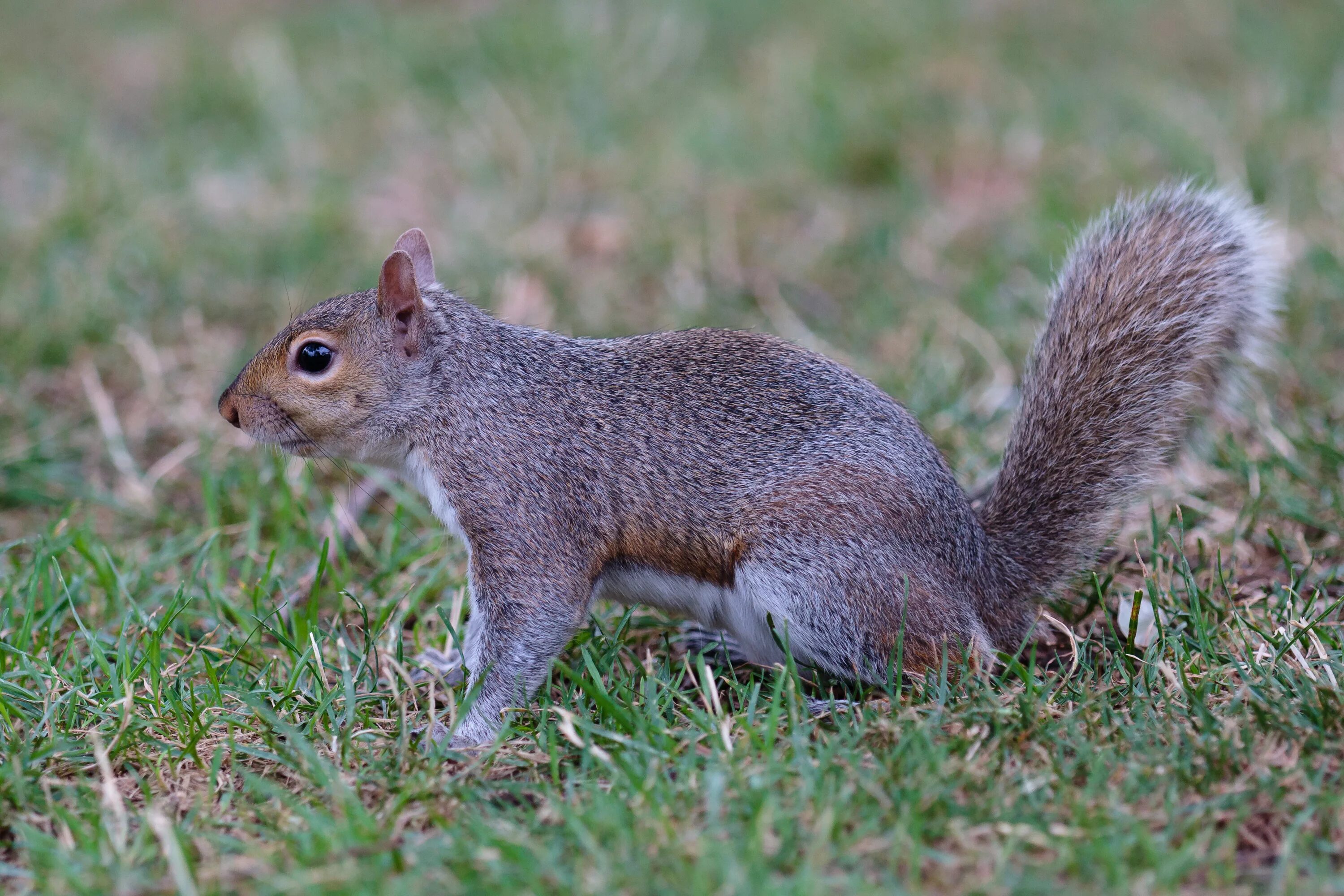 Можно ли белки. Sciurus griseus. Sciurus carolinensis Grey. Sciurus griseoflavus серая жёлтая. Восточная серая белка.