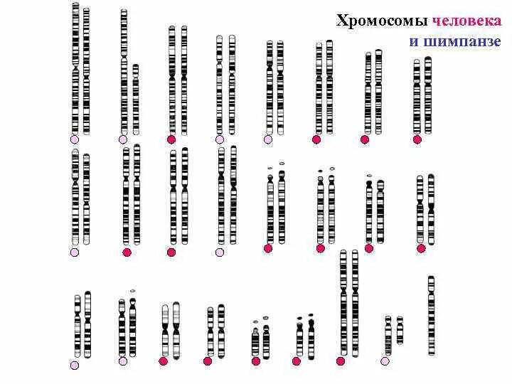 Сколько хромосом в яйцеклетках шимпанзе. Хромосомы человека и шимпанзе. Хромосомные наборы человека и шимпанзе. Хромосомы человека и шимпанзе сравнение. Сравнение кариотипа человека и шимпанзе.