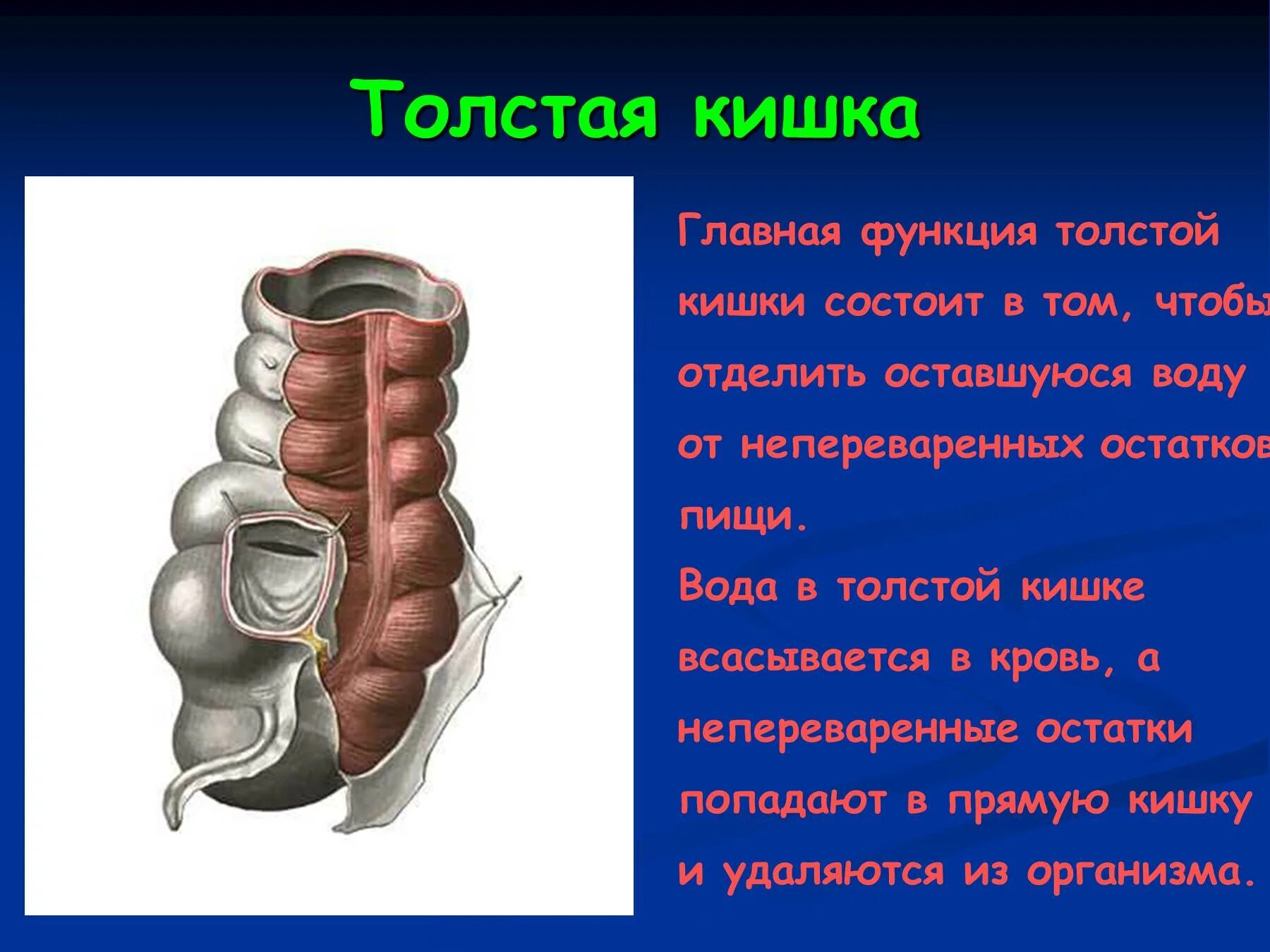 Толстая кишка человека функции. Толстая кишка функции. Функции Толстого кишечника. Основная функция Толстого кишечника. Функции толстой кишки у человека.