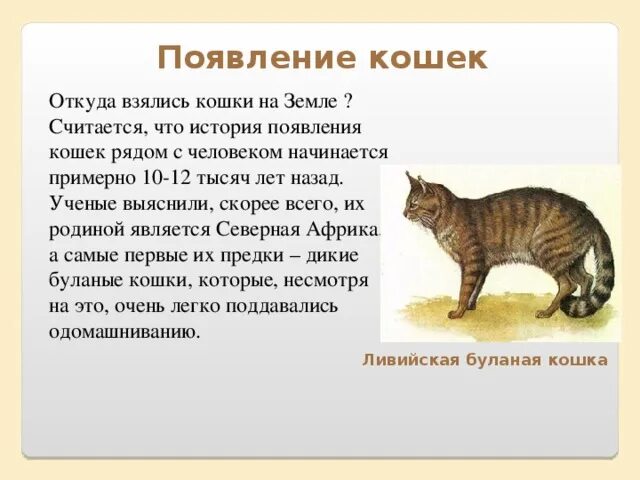 История 1 кошки. Как появились кошки на земле. Рассказ о котах. Откуда взялись кошки. Рассказ про кота.