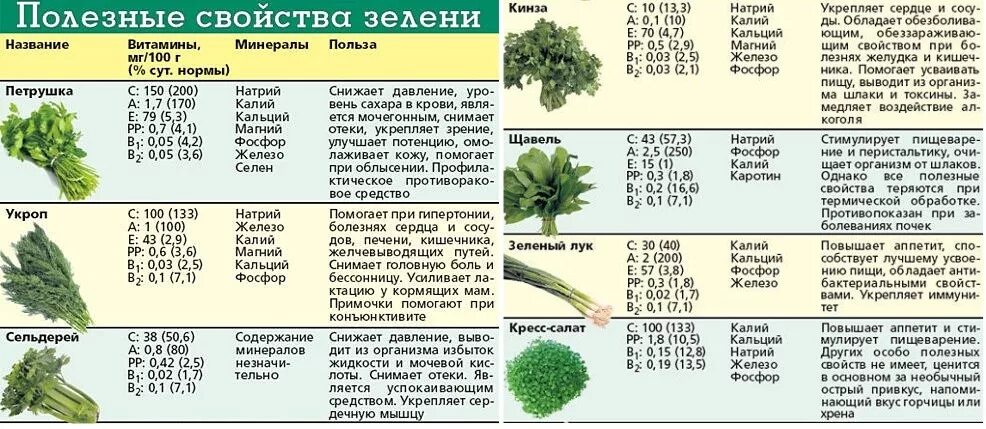 Укроп польза и вред для организма. Зелень кинза полезные свойства. Кинза трава полезные. Лечебные свойства кинзы. Кориандр полезные свойства.