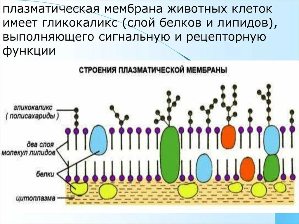 Какую функцию имеет оболочка. Наружная клеточная мембрана строение и функции. Схема строения плазматической мембраны. Плазматическая мембрана животной клетки строение и функции. Функции внешней плазматической мембраны.