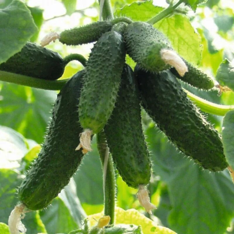 огурец кураж гавриш 100 шт. огурцы кураж упаковка. огурцы кураж. семена огурец кураж f1. отзывы огурцов кураж.