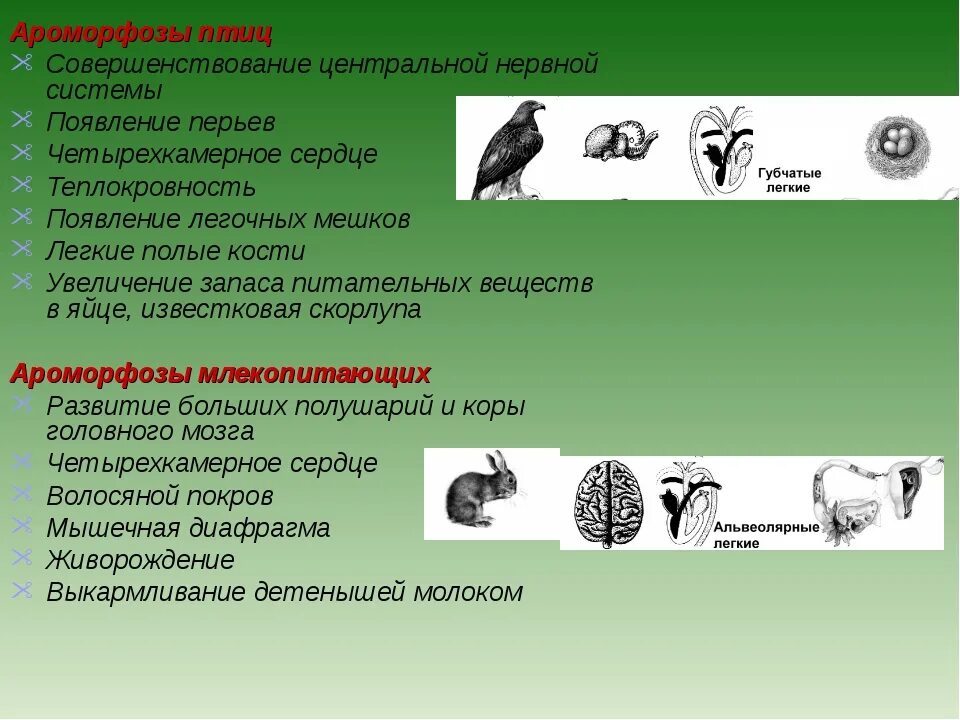 Ароморфозы птиц. Ароморфозы млекопитающих. Ароморфозы в эволюции животных. Ароморфозы и идиоадаптации птиц.
