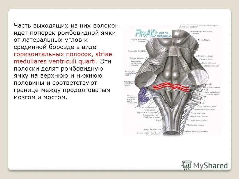 Ромбовидная ямка черепные нервы. Stria medullaris ромбовидная ямка. Медиальное возвышение ромбовидной ямки. Латеральные карманы ромбовидной ямки. Срединная борозда ромбовидной ямки.