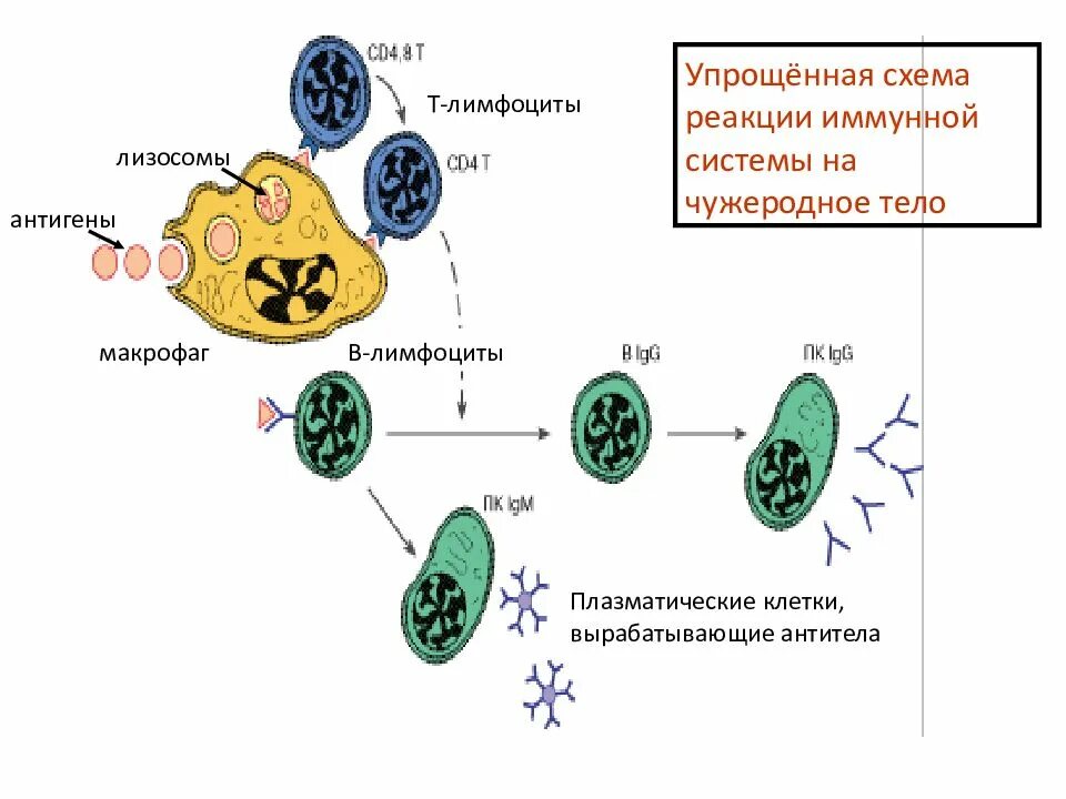 Иммунные антитела 1 4. Клетки иммунной системы схема. Б лимфоциты вырабатывают антитела. Т-клетки иммунной системы и антитела. Клетки иммунной системы продуцирующие антитела.