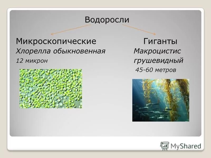 Синезеленые водоросли фитопланктон. Размеры водорослей. Экологическое описание микроскопических водорослей. Размеры водорослей. Зеленые водоросли пресных водоемов.