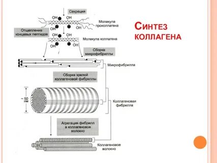 Синтез коллагена витамин