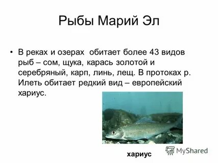 Обитание рыбы