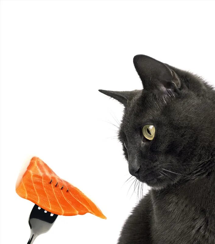 Можно кормить кота рыбой. Рыба кошка. Котик кушает. Кошка кушает рыбу. Кот жрет рыбу.