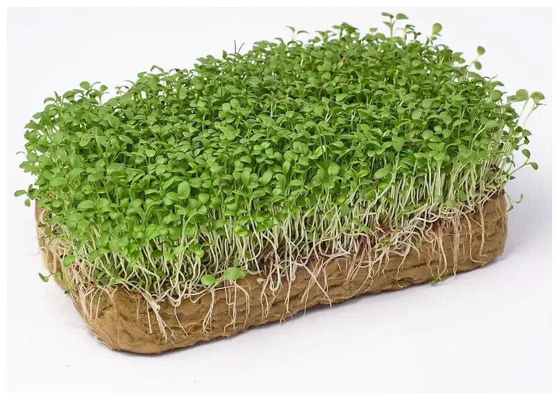 Люцерна альфа микрозелень. Люцерна альфа микрозелень. Люцерна альфа микрозелень. Микрогрин люцерна. Микрогрин люцерна.