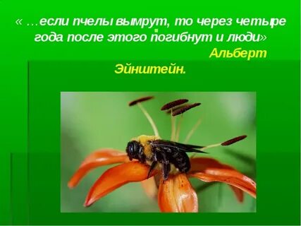 Если бы не было пчел