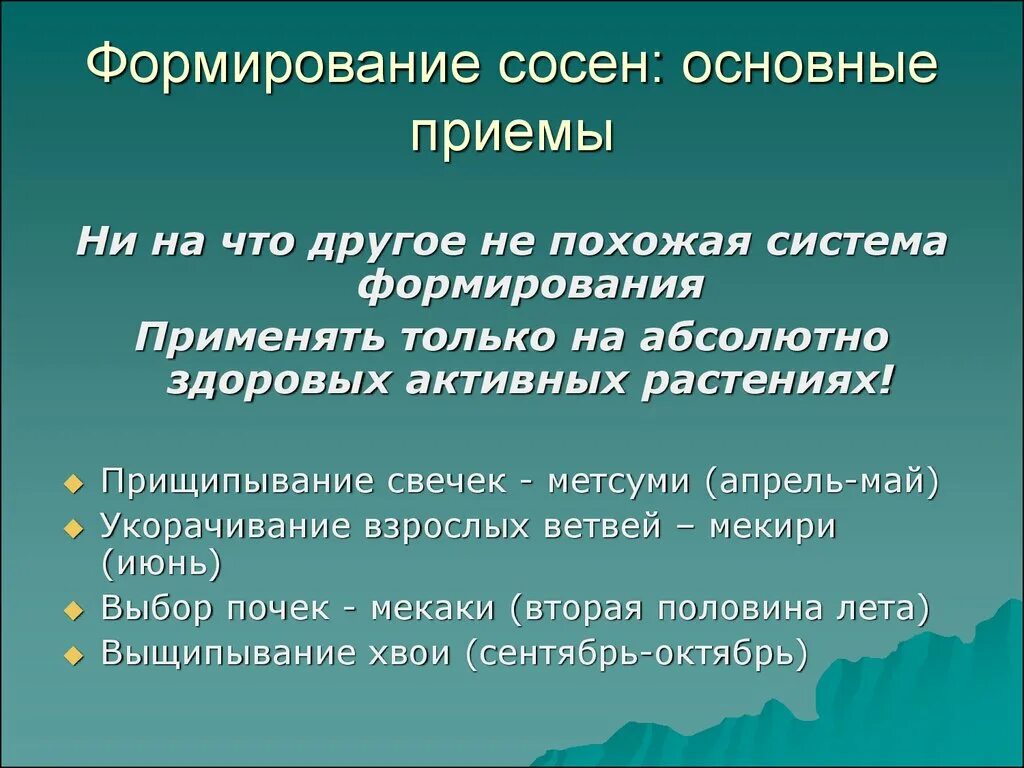 Формирование хвойных. Формирование сосны. Как формируется сосна. Формирование чем применяется. Сосна формированная.