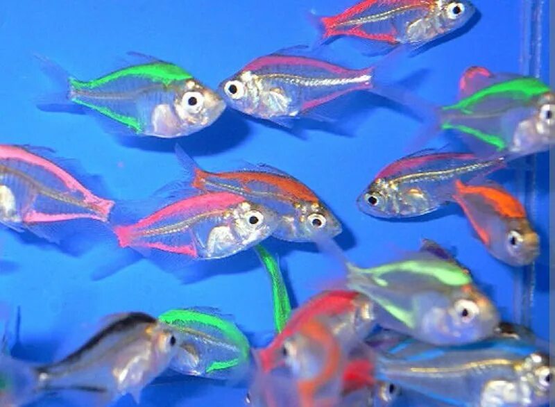 Дискус оранжевый пиджен. Пецилия макулатус. Телескоп звездочет рыбка. Как называется рыбка в аквариуме. Как называется рыбка в аквариуме.