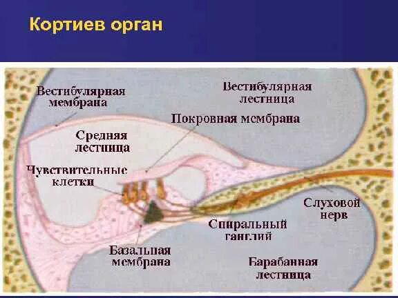 Спиральный Кортиев орган гистология. Слуховой анализатор Кортиев орган. Кортиев орган покровная мембрана. Строение улитки Кортиев орган.