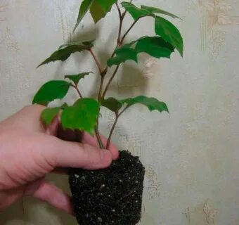 Как размножить березу