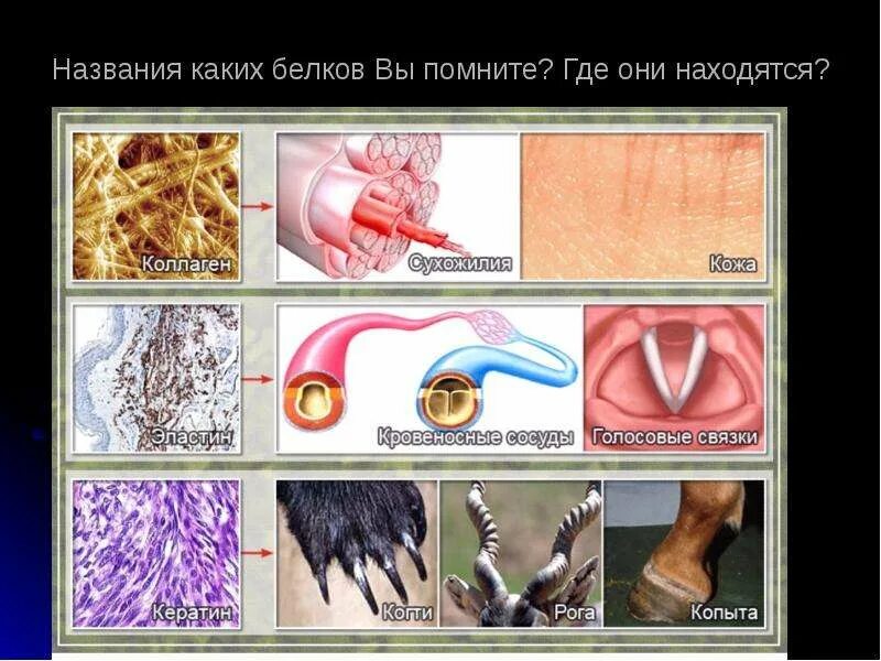 Строение белков фибриллярные глобулярные
