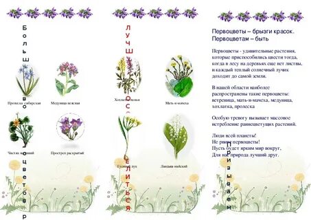 Первоцветы задания для детей