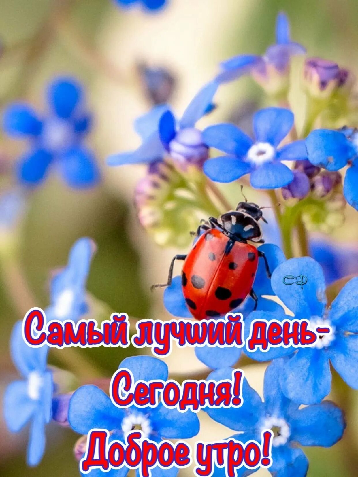 Доброе летнее утро картинки позитивные необычные новые