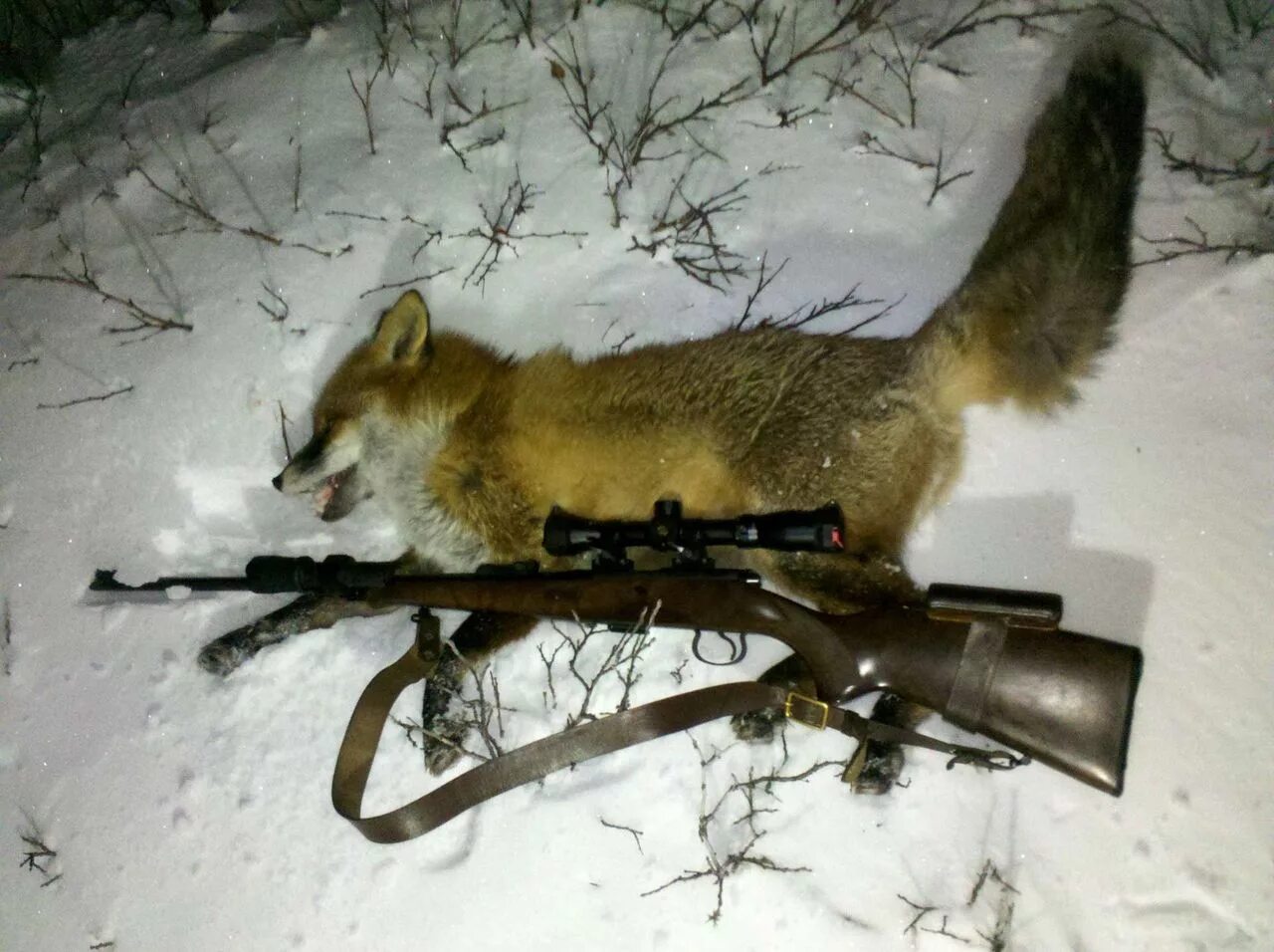 Охота на лисицу квашеная