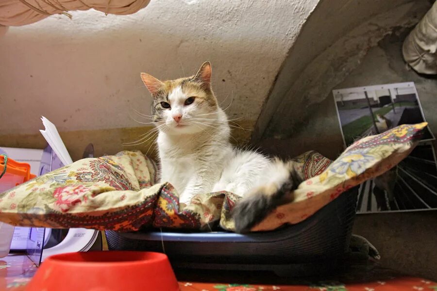 Как кот может стать эрмитажным. Коты эрмитажа. эрмитаж санкт-петербург коты. &#039;hvbnf;ysr trjns. эрмитажные коты в подвале.