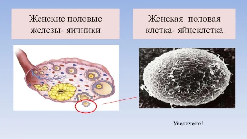 Женские половые железы яичники. Женская половая железа. Яичник женская половая железа. Строение женской половой железы. Половые железы называют