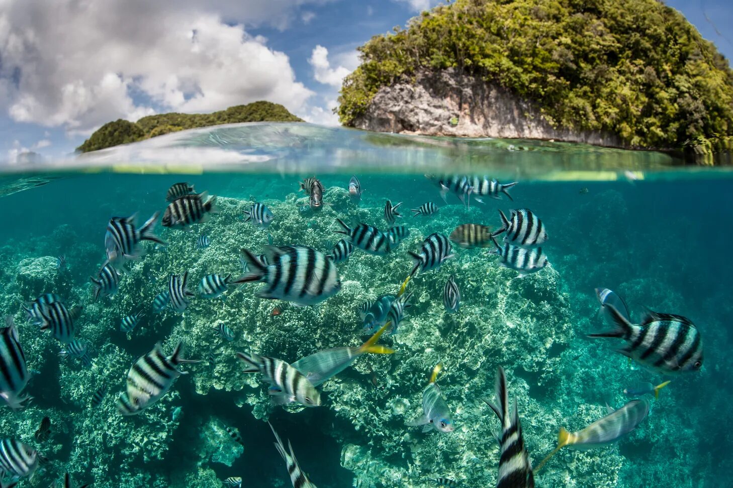 Жизнь в океане сконцентрирована на мелководье. Мировой океан. Прозрачная вода в океане. Океаническое мелководье. Биоразнообразие тропических морей.