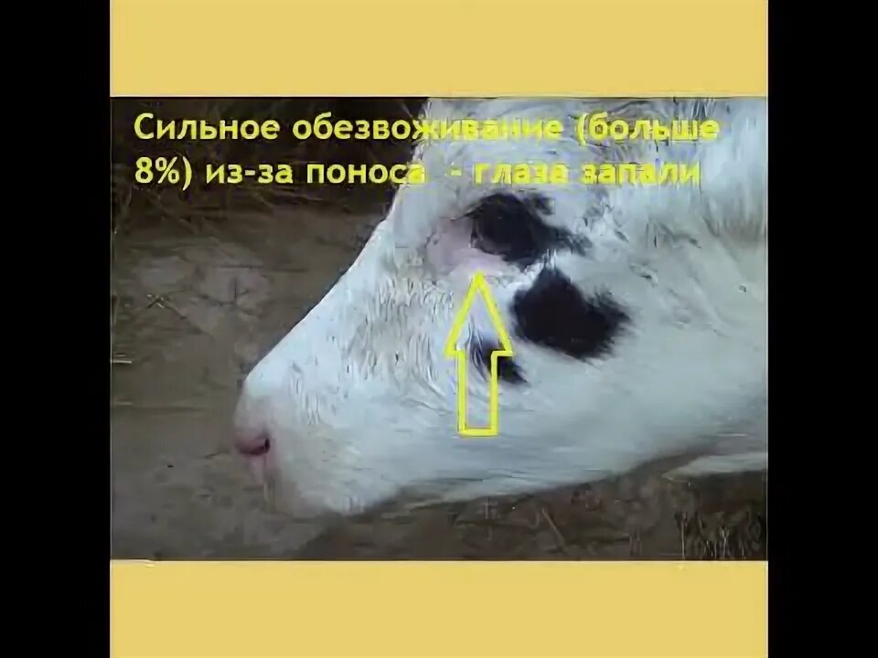 Инфекционный кератоконъюнктивит крс. У коровы течет слеза. Ревапневмония у лошадей. Мыт лошадей возбудитель. Инфекционного ринотрахеита крс.