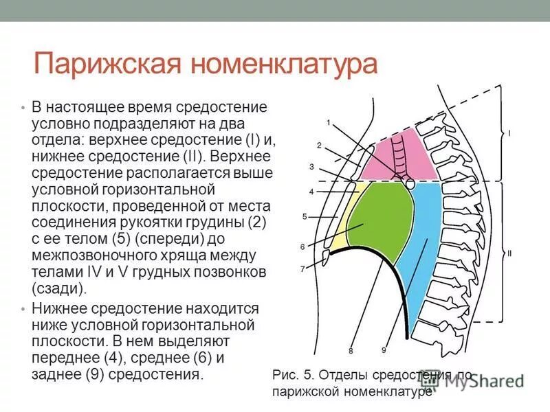 Классификация отделов средостения по Парижской номенклатуре. Анатомическая классификация средостения. Парижская номенклатура средостения. Границы средостения анатомия.