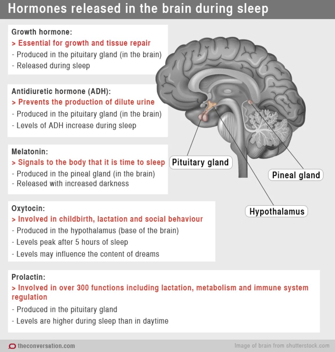 Pineal Gland Hormones. Sleep Hormone. Hormones and Brain. Pineal Gland in Brain.