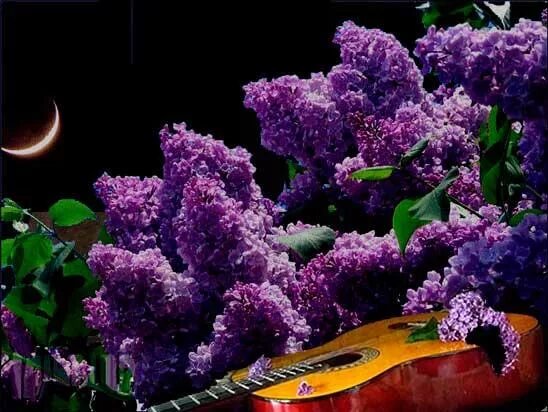 Одинокая ветка сирени под гитару слава. Фотонатюрморты с гитарой. Одинокая ветка сирени под гитару. Казлитин. Сирень под гитару.