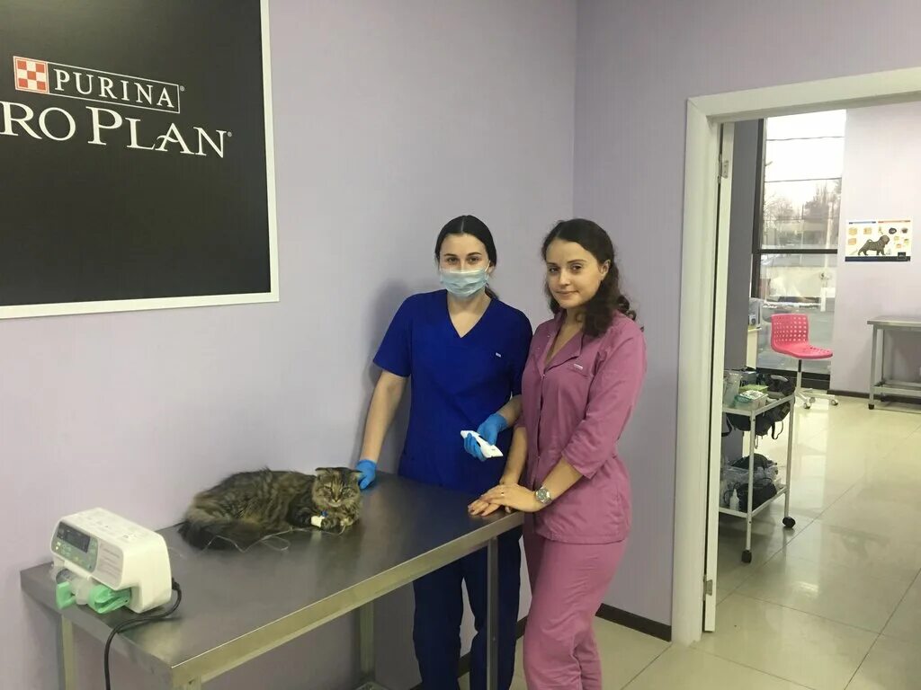 ветклиника айболит шахты. ветклиника айболит шахты. доктор айболит ветеринарная клиника ростов стачки. ветеринарка ул юности. клиника айболит кавалерово.