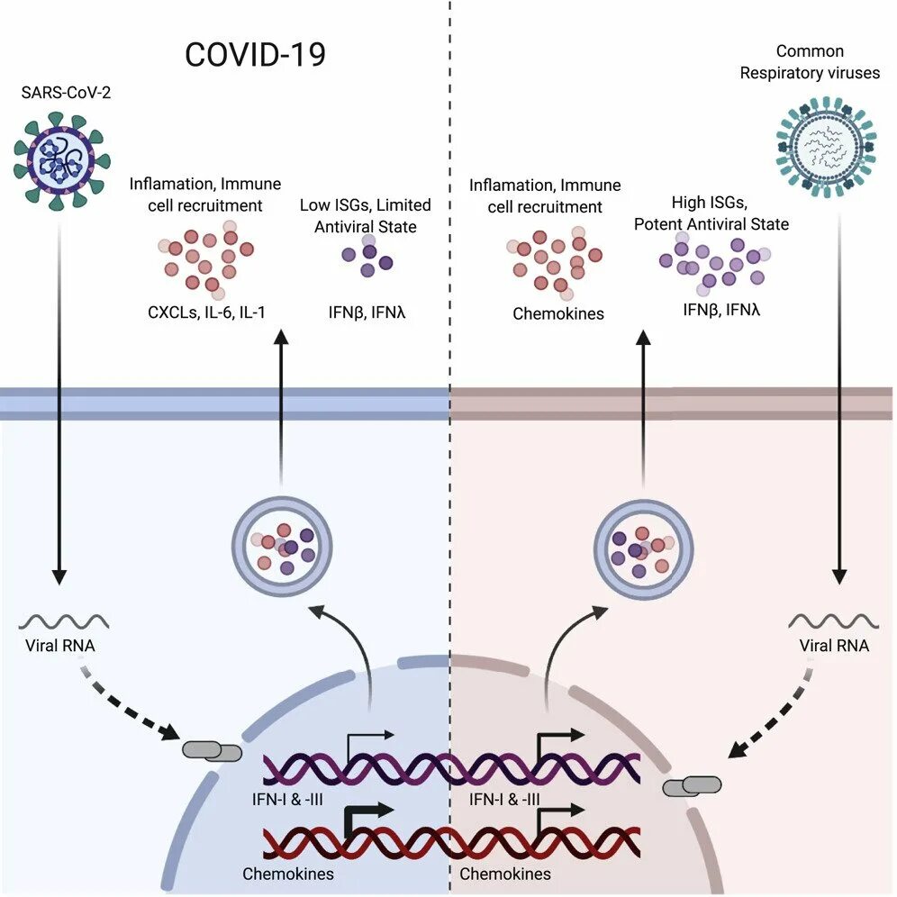 Вирус sars cov 2 отнесен к группе. Covid SARS cov 2. SARS cov 2 Covid 19. РНК вирус SARS-cov-2 симптомы. SAR Covid 2 это.