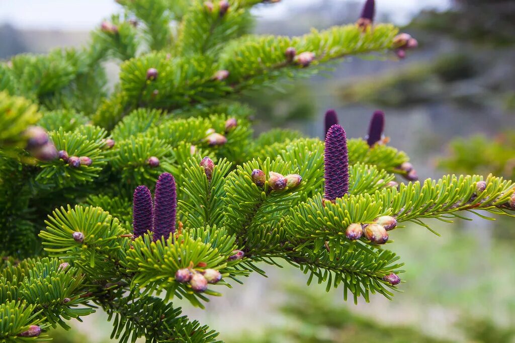 Пихта кавказская шишки. Пихта грациозная камчатская. Пихта пахнет или нет. Эфирное масло хвои ели и пихты. Ель аянская камчатка.