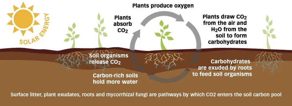 Carbon plants. Soil Carbon. Soil Organic Carbon. Soil for Plants. Soil formation.