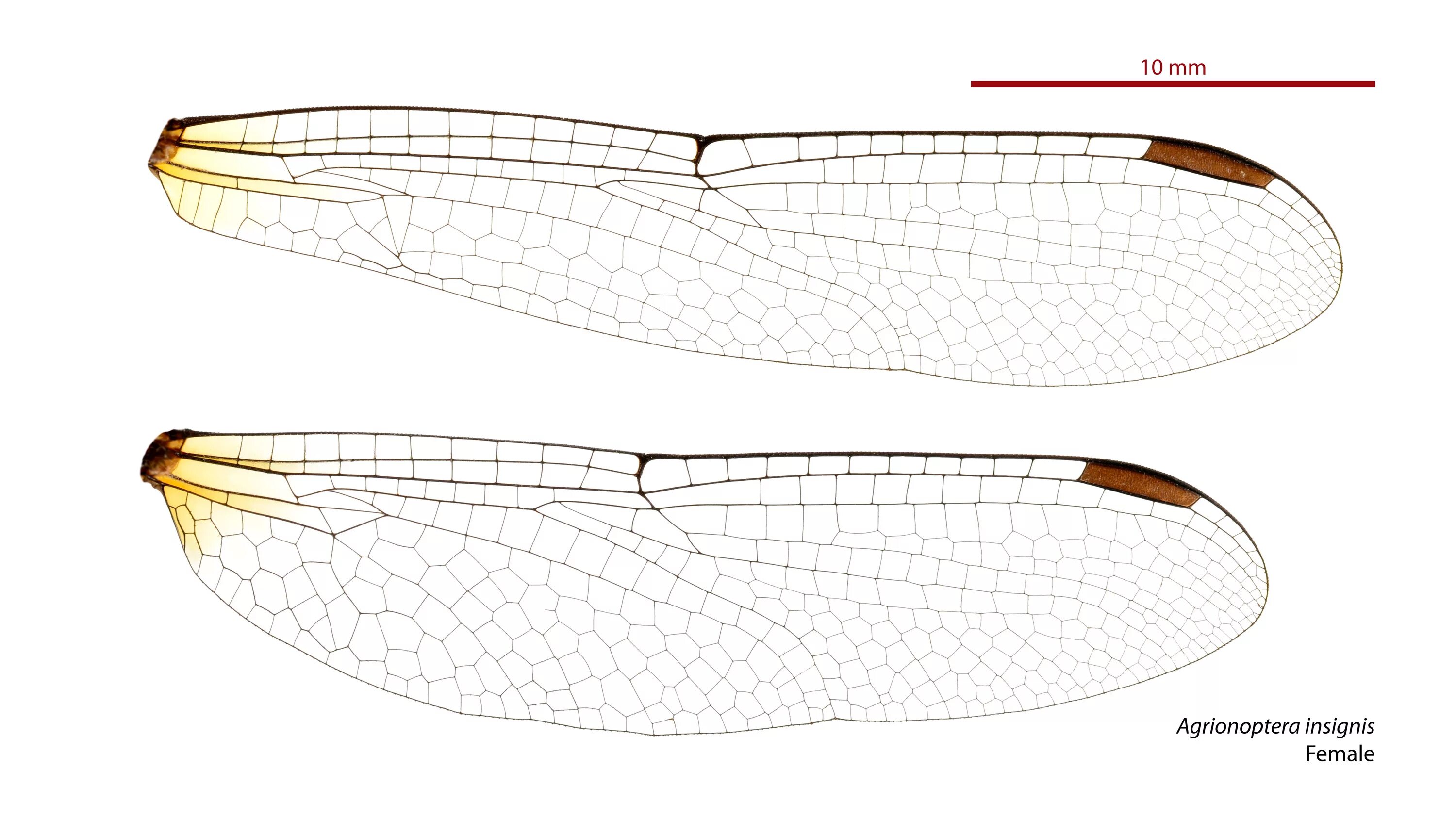 Крылья океании. Archaeosynthemis leachii. Вислокрылки Acanthacorydalis. Baikalobia guttata строение. Neurothemis oligoneura.