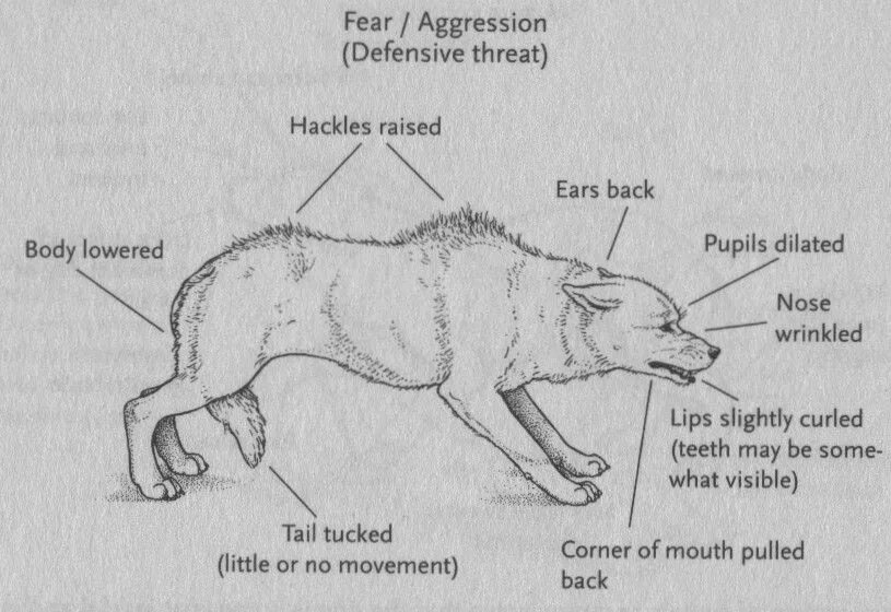 Dog positions