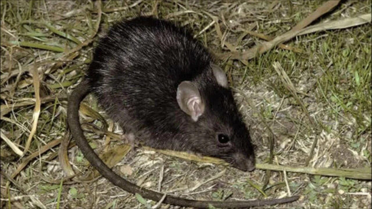 Крупные мыши. Rattus Rattus чёрная крыса. Полевка черная. Крыса Раттус Раттус черная. Крыса полевка.