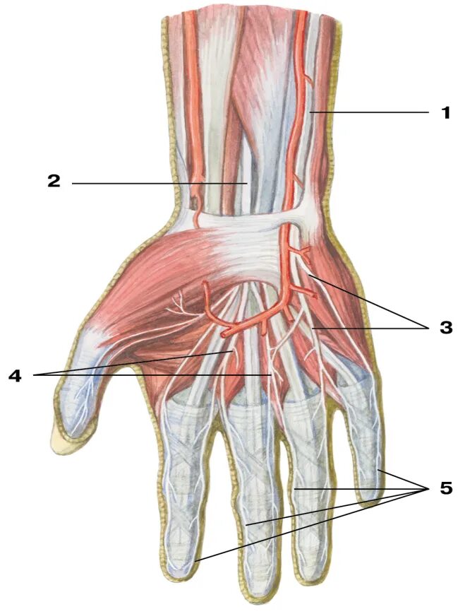 Анатомия локтевого нерва в лучезапястном суставе. Анатомия локтевого нерва на кисти. Локтевой и срединный нерв анатомия. Поверхностная ладонная ветвь локтевого нерва.