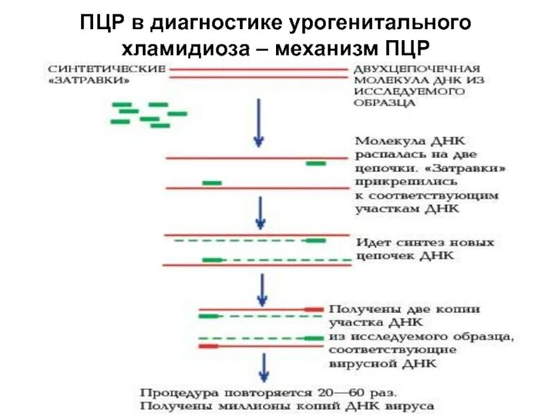 Метод обследование пцр. Пцр методика исследования. метод оценки результатов пцр. схема исследования методом пцр. этапы пцр микробиология.